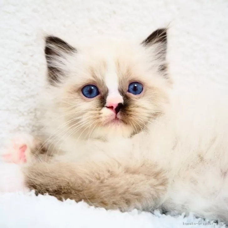 ID：2405-02477の子猫