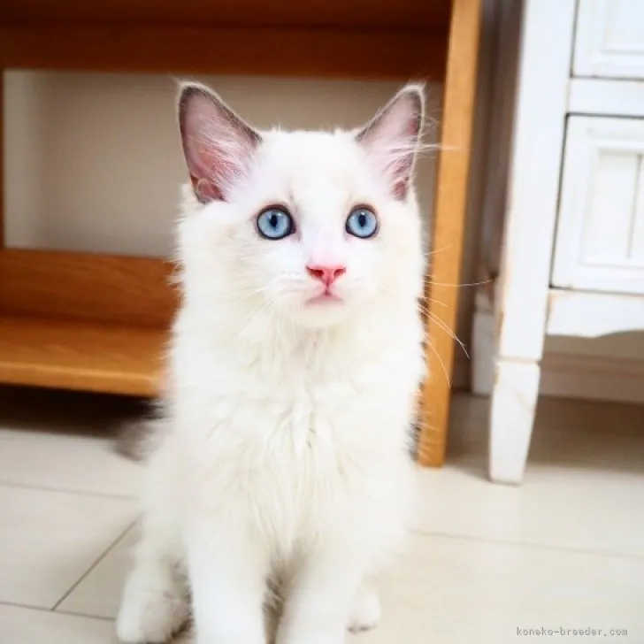 ID：2305-03544の子猫