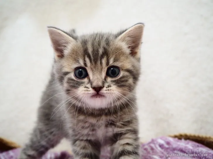 ID：2107-02113の子猫