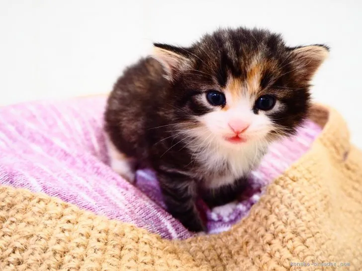 ID:1909-00212の子猫
