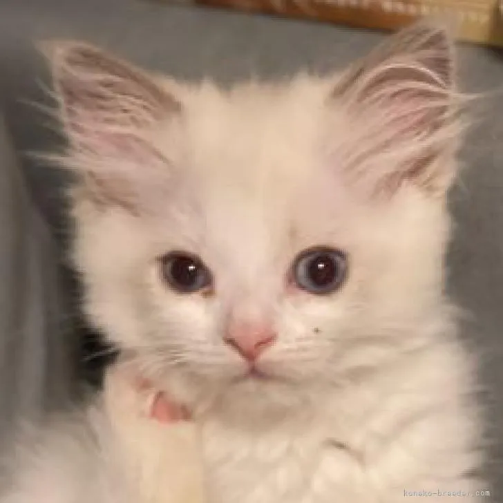 M.M 様のお迎えした子猫