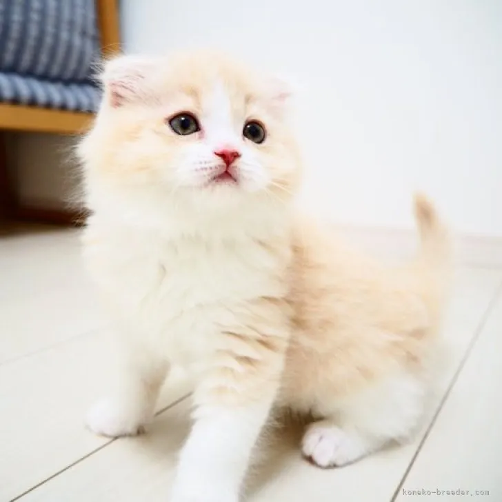 ID:2303-03077の子猫