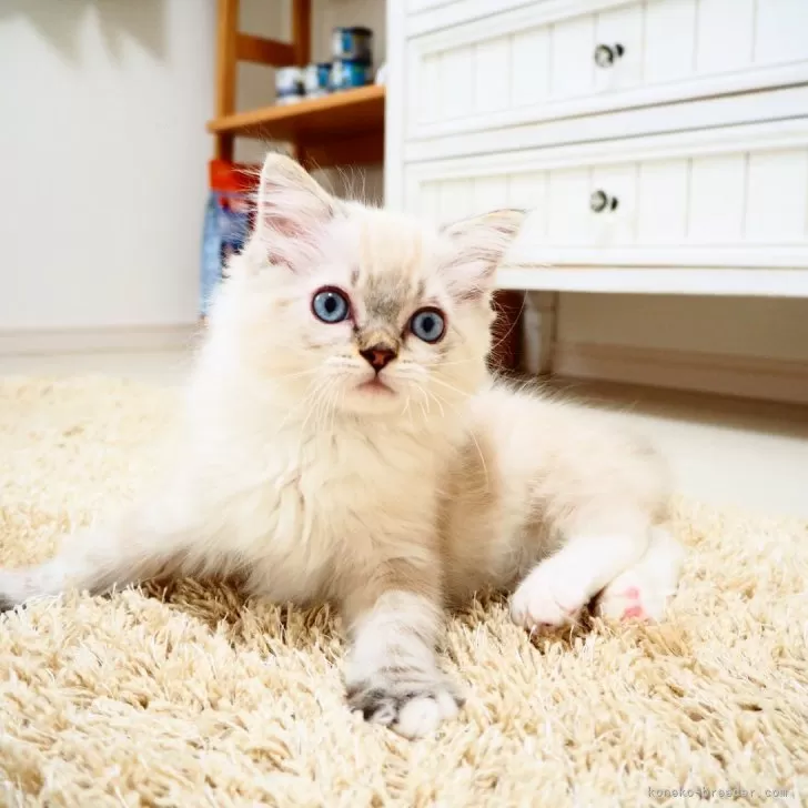 ID:2407-00432の子猫