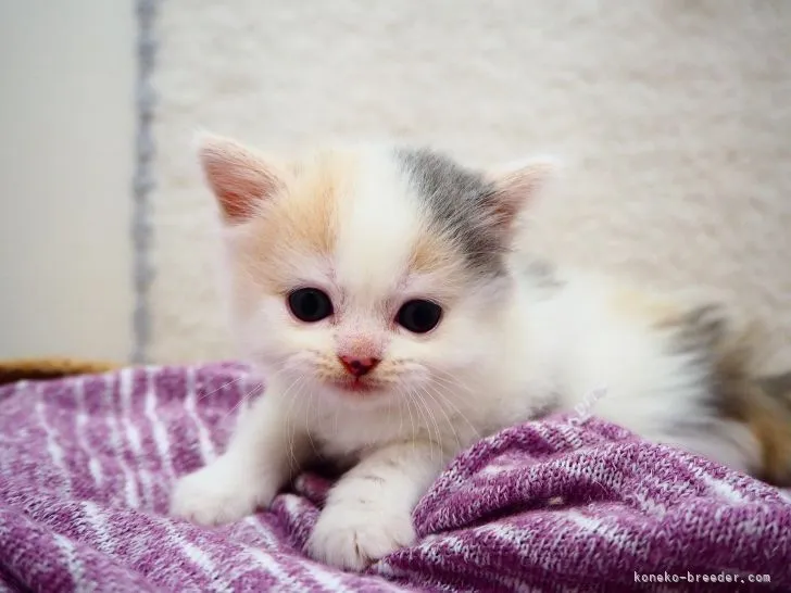ID:2108-00686の子猫