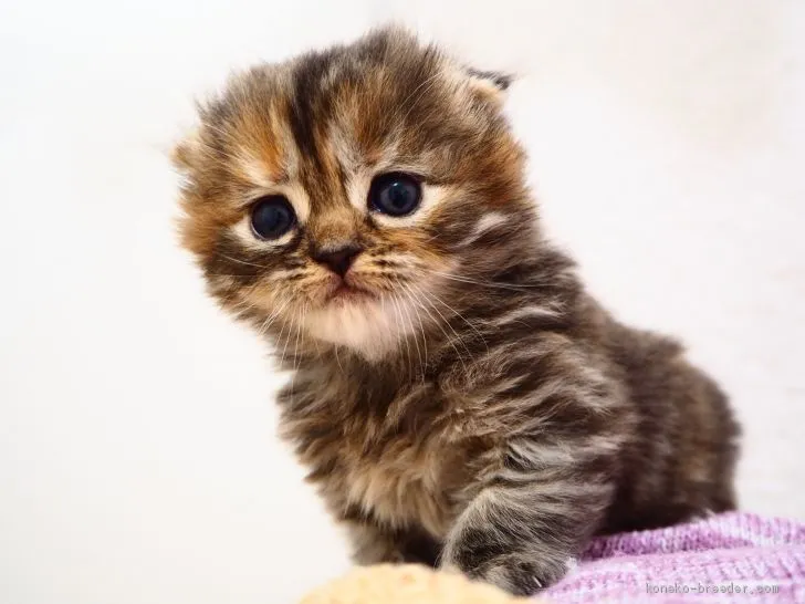 ID：2103-00612の子猫