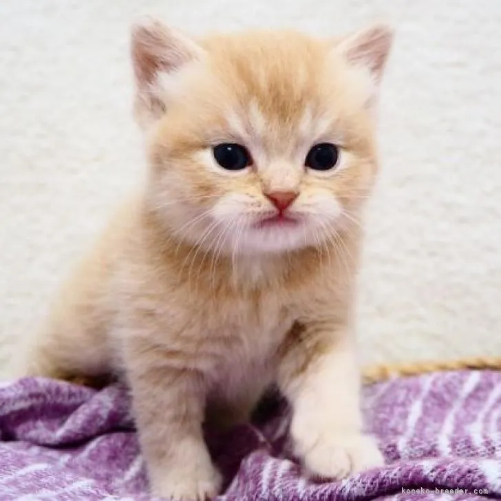 sk 様のお迎えした子猫