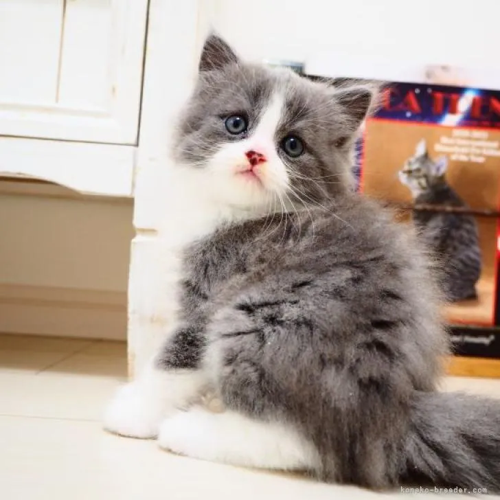ID：2209-02891の子猫