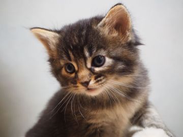 ミックス・その他の猫種【埼玉県・女の子・2018年10月28日・ブラウン】の写真「優しい雰囲気の女の子です♪」