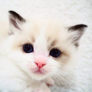 ラグドール【埼玉県・男の子・2024年4月23日・シールポイントバイカラー】の写真「元気で明るい男の子🐱」