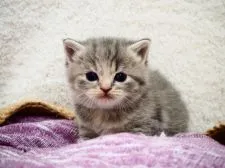 スコティッシュフォールド(立ち耳)【埼玉県・女の子・2020年5月25日・ブルーマッカレルトービー】の写真1