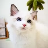 ラグドール【埼玉県・男の子・2024年9月2日・ブルーポイントバイカラー】の写真1