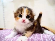 スコティッシュフォールド(折れ耳)【埼玉県・女の子・2022年4月2日・ブラックマッカレルトービー&ホワイト】の写真1