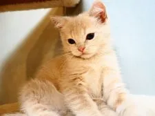 ブリティッシュショートヘア【埼玉県・男の子・2019年7月3日・クリーム】の写真1