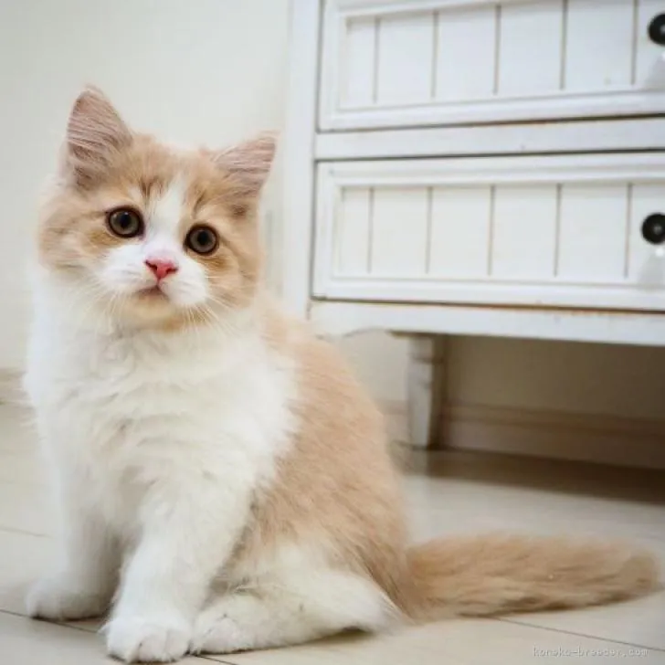 なおや 様のお迎えした子猫