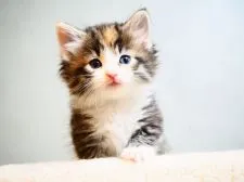 ノルウェージャンフォレストキャット【埼玉県・女の子・2019年2月24日・ブラウンパッチドマッカレルタビー&ホワイト】の写真2