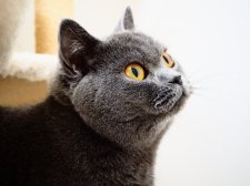 ブリティッシュショートヘア【・女の子・2020年4月24日・ブルー】