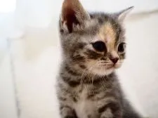 スコティッシュストレート【埼玉県・女の子・2021年6月14日・ブルーマッカレルトービー】の写真2