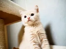 ブリティッシュショートヘア【埼玉県・男の子・2019年7月3日・クリーム】の写真2