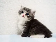 スコティッシュフォールド(立ち耳)【埼玉県・男の子・2020年7月22日・ブラックシルバーマッカレルタビー&ホワイト】の写真2