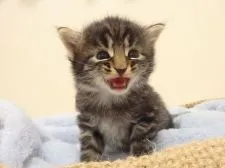 ミックス・その他の猫種【埼玉県・男の子・2017年6月6日・ブラウンタビー】の写真2