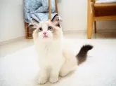 ラグドール【埼玉県・女の子・2024年4月23日・シールポイントバイカラー】の写真2