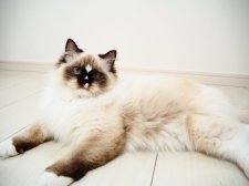 ラグドール【・女の子・2022年7月26日・シールポイントミテッド】