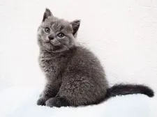 ブリティッシュショートヘア【埼玉県・女の子・2020年5月8日・ブルー】の写真3