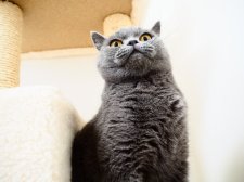 ブリティッシュショートヘア【・女の子・2020年4月24日・ブルー】