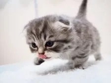 スコティッシュフォールド(折れ耳)【埼玉県・男の子・2020年7月22日・ブルーシルバーマッカレルタビー】の写真4