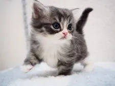 スコティッシュフォールド(立ち耳)【埼玉県・男の子・2020年7月22日・ブラックシルバーマッカレルタビー&ホワイト】の写真4