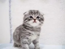 スコティッシュフォールド(折れ耳)【埼玉県・男の子・2020年7月22日・ブルーシルバーマッカレルタビー】の写真5