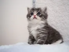 スコティッシュフォールド(立ち耳)【埼玉県・男の子・2020年7月22日・ブラックシルバーマッカレルタビー&ホワイト】の写真5