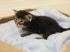 ミックス・その他の猫種【埼玉県・男の子・2017年6月6日・ブラウンタビー】の写真5