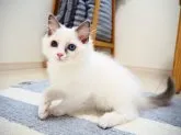 ラグドール【埼玉県・男の子・2023年7月21日・ブルーポイントバイカラー】の写真5「大切にしてくれるご家族を待っています💗」