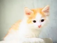 ノルウェージャンフォレストキャット【埼玉県・女の子・2019年2月24日・レッドタビー&ホワイト】の写真5