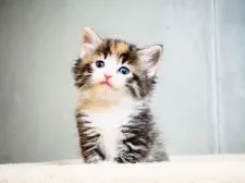 ノルウェージャンフォレストキャット【埼玉県・女の子・2019年2月24日・ブラウンパッチドマッカレルタビー&ホワイト】の写真5