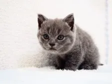 ブリティッシュショートヘア【埼玉県・女の子・2020年5月8日・ブルー】の写真5