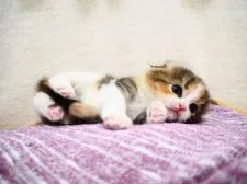 スコティッシュフォールド(折れ耳)【埼玉県・女の子・2022年4月2日・ブラックマッカレルトービー&ホワイト】の写真5