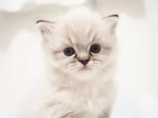 ラグドール【埼玉県・男の子・2025年10月5日・シールリンクスポイントミテッド】の写真10