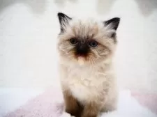 ラグドール【埼玉県・女の子・2025年1月22日・シールポイントミテッド】の写真10