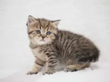 ブリティッシュショートヘア【埼玉県・女の子・2025年11月18日・ブラウン(ブラック)マッカレルタビー】の写真11