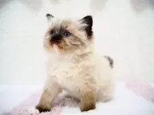 ラグドール【埼玉県・女の子・2025年1月22日・シールポイントミテッド】の写真11