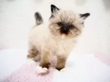 ラグドール【埼玉県・女の子・2025年1月22日・シールポイントミテッド】の写真15