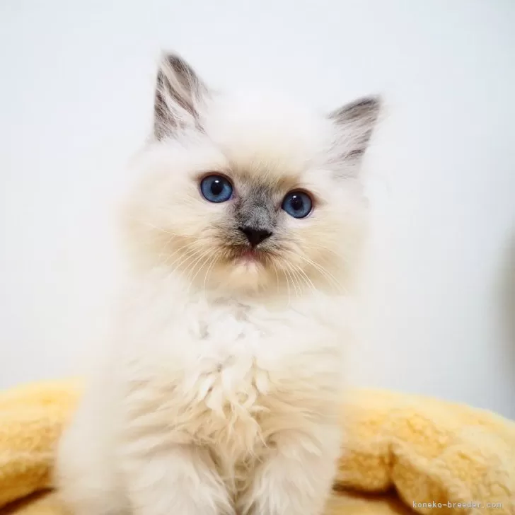 ID：2504-00666の子猫