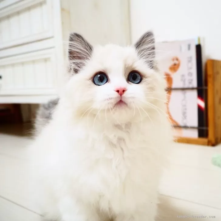 ID:2412-02126の子猫