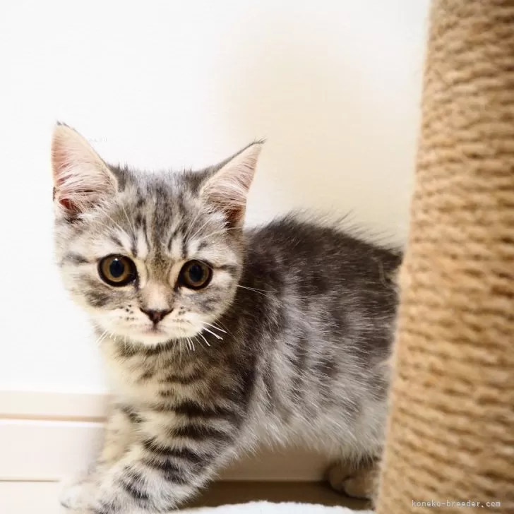 ID：2503-02314の子猫