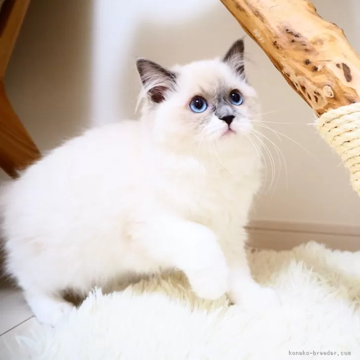 チョビとリク 様のお迎えした子猫