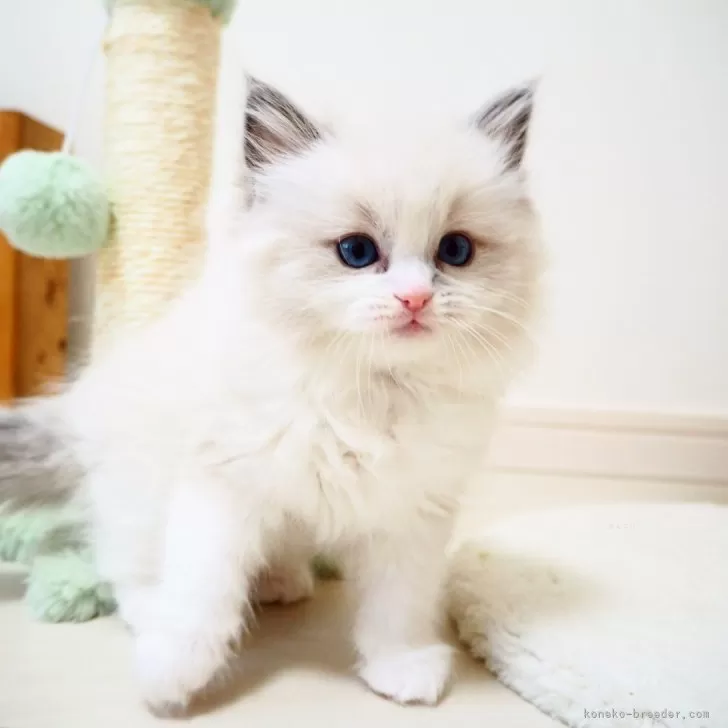 M.J 様のお迎えした子猫