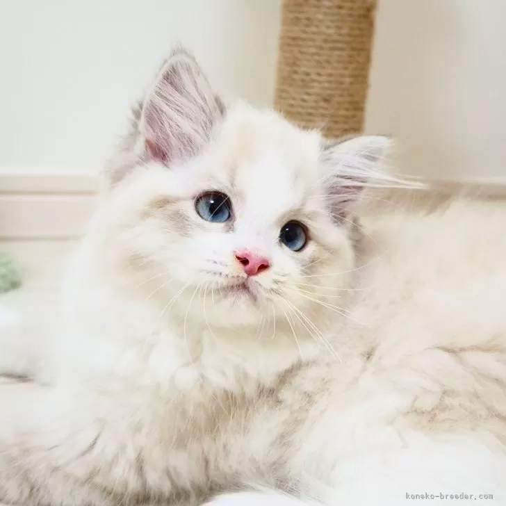 ID:2504-00539の子猫