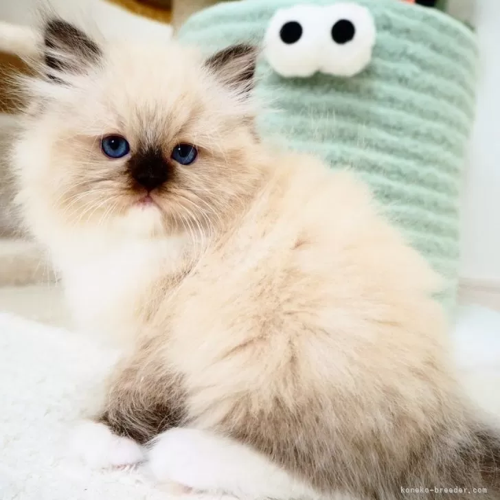 ID：2505-03369の子猫